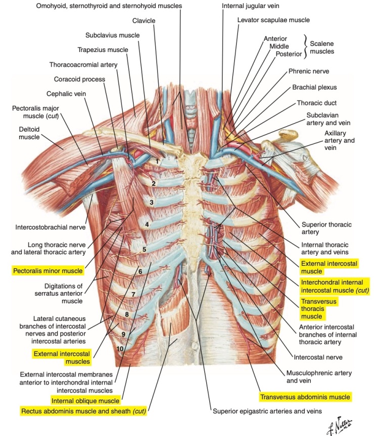 THE INSPIRATORY MUSCLES 2 – Anatomy and Physiology